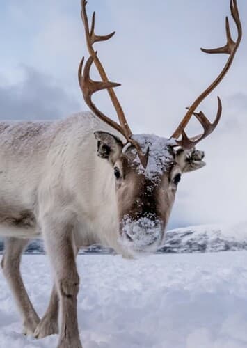 Reindeer