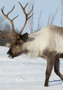 Reindeer