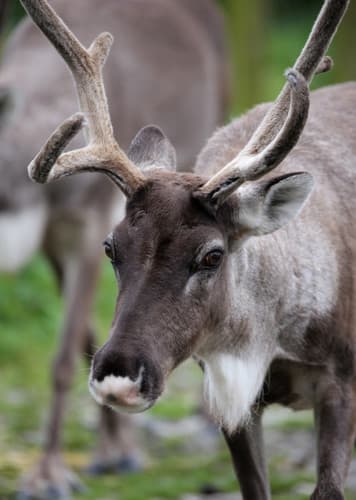Reindeer