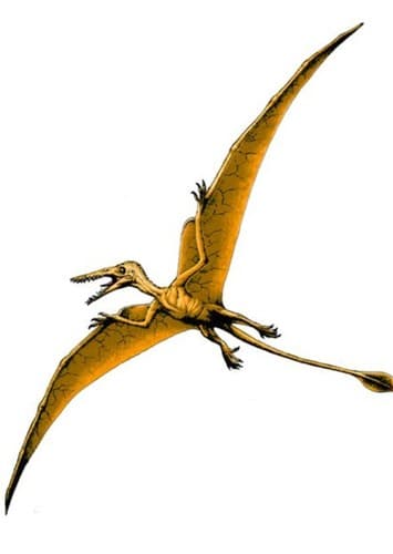 Rhamphorhynchus