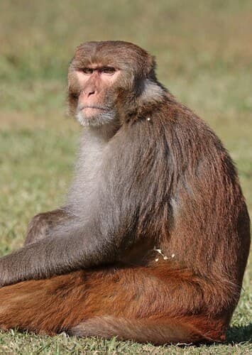 Rhesus Macaque