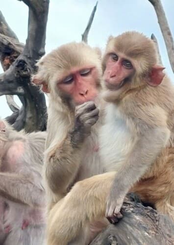 Rhesus Macaque