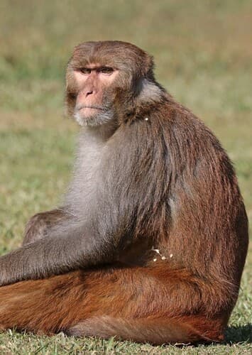 Rhesus Macaque