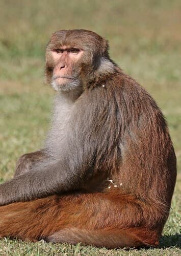 Rhesus Macaque