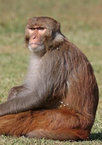 Rhesus Macaque