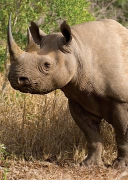 Rhinoceros