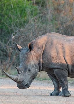 Rhinoceros
