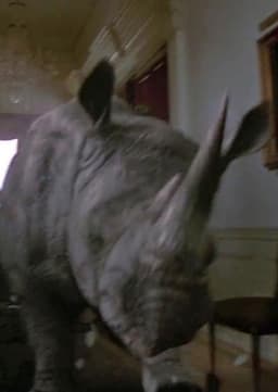 Rhinoceros