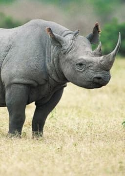 Rhinoceros