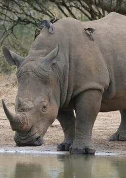 Rhinoceros