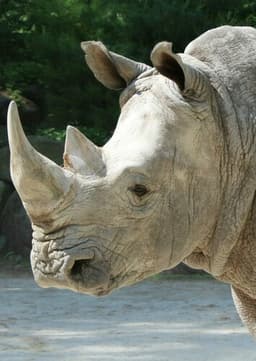 Rhinoceros