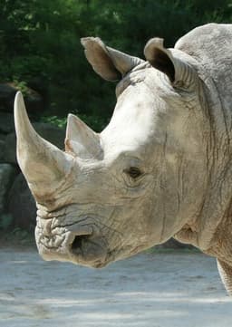Rhinoceros