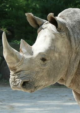 Rhinoceros
