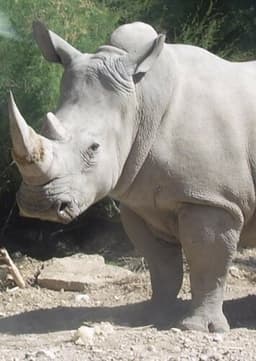 Rhinoceros