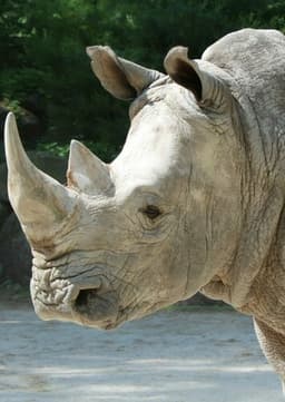 Rhinoceros