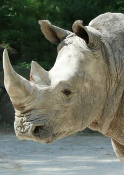 Rhinoceros
