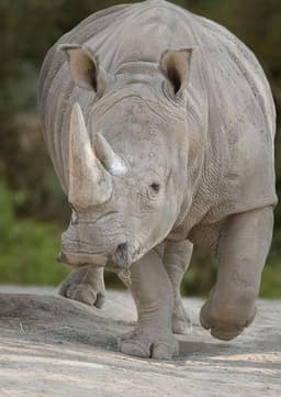 Rhinoceros