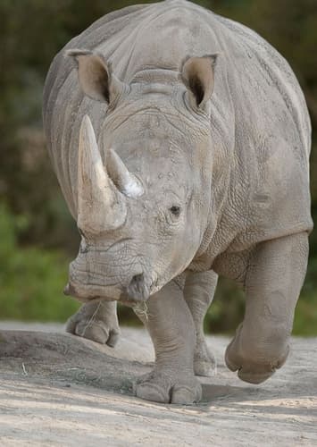 Rhinoceros