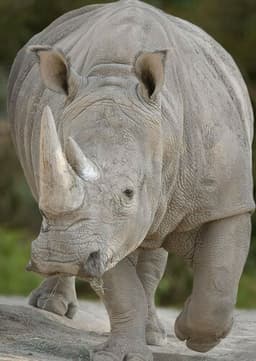 Rhinoceros