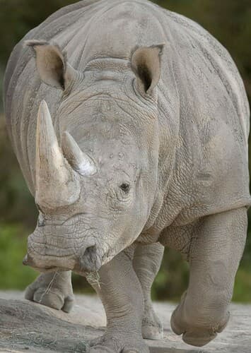 Rhinoceros