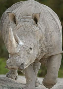 Rhinoceros