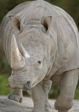 Rhinoceros