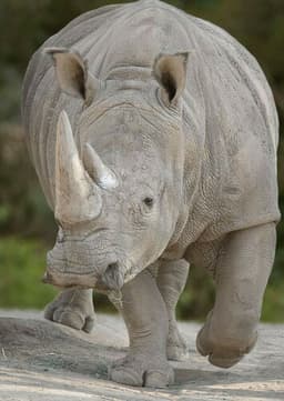 Rhinoceros