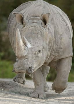Rhinoceros