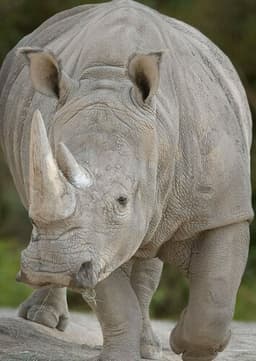 Rhinoceros