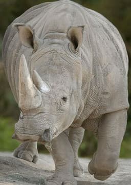 Rhinoceros