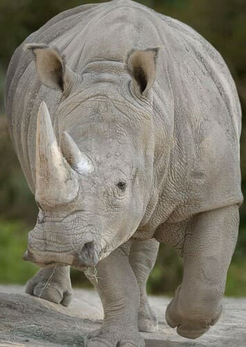 Rhinoceros