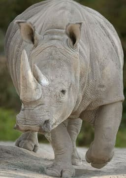 Rhinoceros