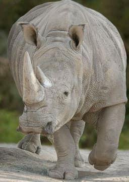 Rhinoceros