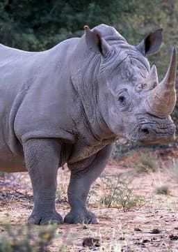 Rhinoceros