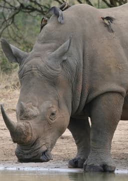 Rhinoceros