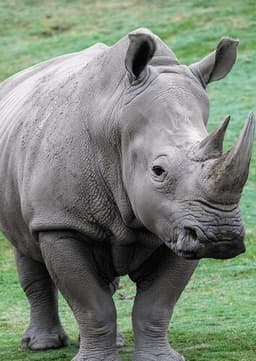 Rhinoceros