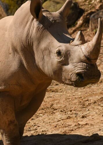 Rhinoceros