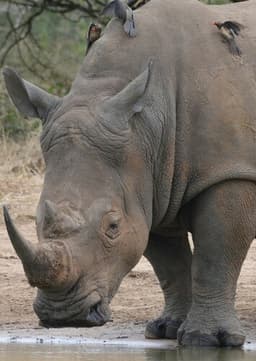 Rhinoceros