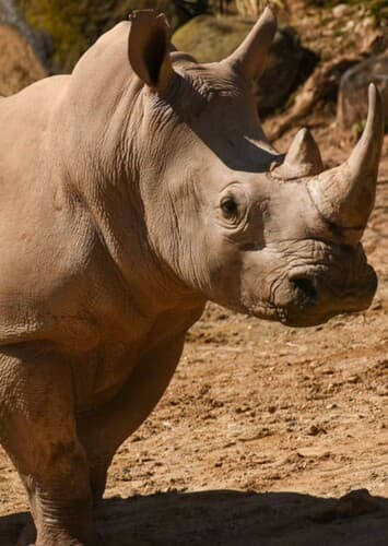 Rhinoceros