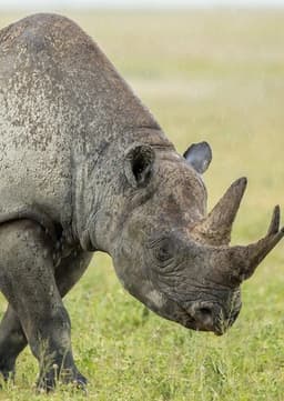 Rhinoceros