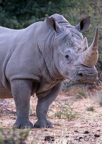 Rhinoceros