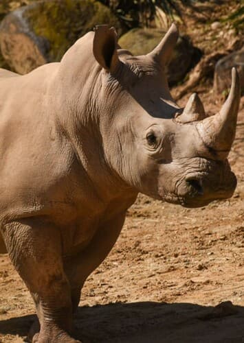 Rhinoceros