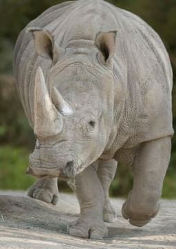 Rhinoceros