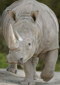 Rhinoceros