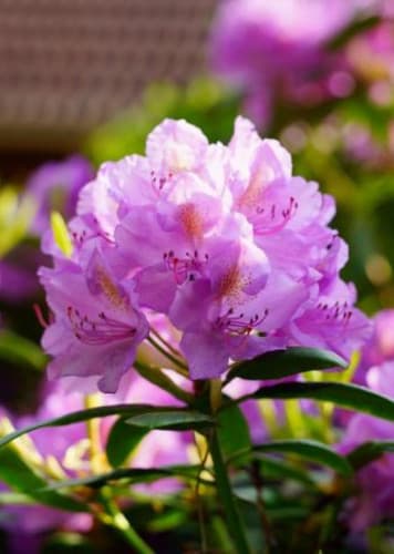 Rhododendron