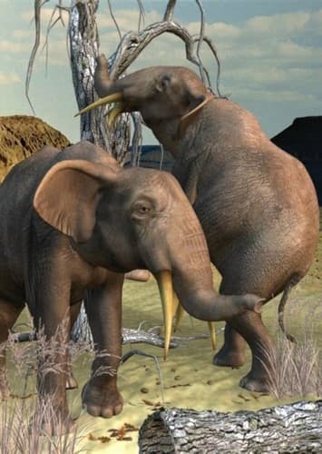 Rhynchotherium