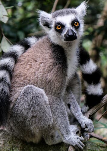 Ring Tailed Lemur