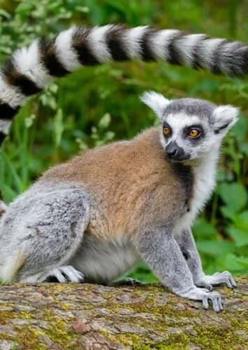 Ring Tailed Lemur