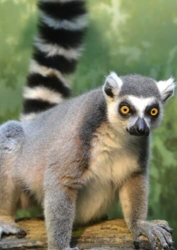 Ring Tailed Lemur