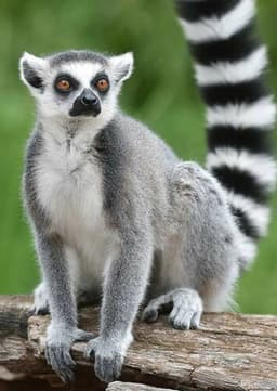 Ring Tailed Lemur